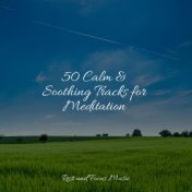 50 Calm & Soothing Tracks for Meditation