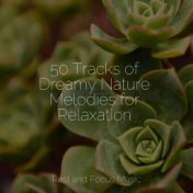 50 Tracks of Dreamy Nature Melodies for Relaxation