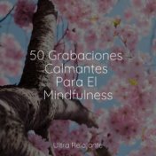 50 Grabaciones Calmantes Para El Mindfulness