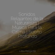 Sonidos Relajantes de la Naturaleza | Música Para la Calma | Sueño Profundo