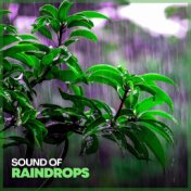 Sound of Raindrops