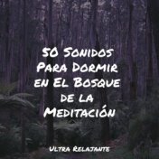 50 Sonidos Para Dormir en El Bosque de la Meditación