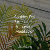 Sonidos Del Paraíso de la Primavera | Meditación