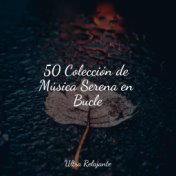 50 Colección de Música Serena en Bucle