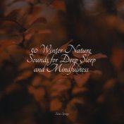 50 Winter Nature Sounds for Deep Sleep and Mindfulness