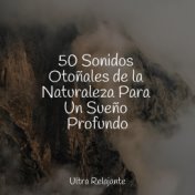 50 Sonidos Otoñales de la Naturaleza Para Un Sueño Profundo