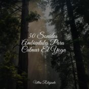 50 Sonidos Ambientales Para Calmar El Yoga