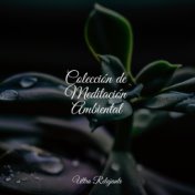 Colección de Meditación Ambiental