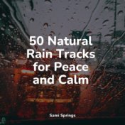 50 Natural Rain Tracks for Peace and Calm
