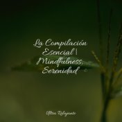 La Compilación Esencial | Mindfulness, Serenidad