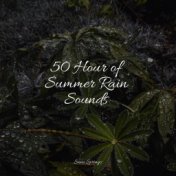 50 Hour of Summer Rain Sounds