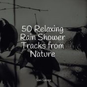 50 Relaxing Rain Shower Tracks from Nature