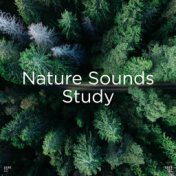 !!" Nature Sounds Study "!!