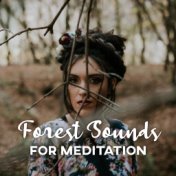 Forest Sounds for Meditation: Music for Relaxing Deep Meditation with the Calm Sounds of Nature