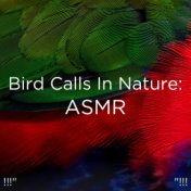 !!!" Bird Calls In Nature: ASMR "!!!