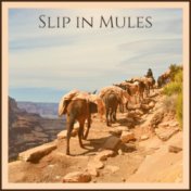 Slip in Mules
