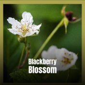 Blackberry Blossom