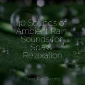 40 Sounds of Ambient Rain Sounds for Spa & Relaxation