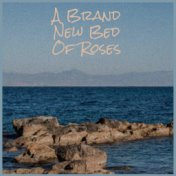 A Brand New Bed Of Roses