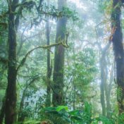 Meditation Rain Forest