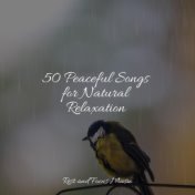 50 Peaceful Songs for Natural Relaxation