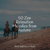 50 Zen Relaxation Melodies from Nature