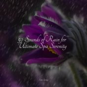 50 Sounds of Rain for Ultimate Spa Serenity