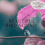 Beautiful Bird Sound