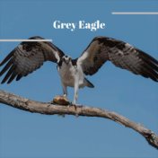 Grey Eagle