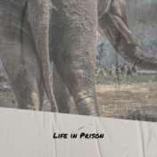 Life in Prison