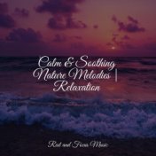 Calm & Soothing Nature Melodies | Relaxation