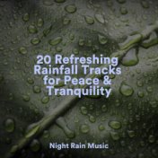 20 Refreshing Rainfall Tracks for Peace & Tranquility