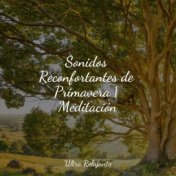 Sonidos Reconfortantes de Primavera | Meditación