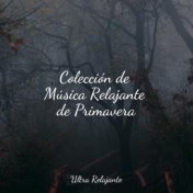 Colección de Música Relajante de Primavera