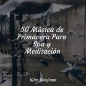 50 Música de Primavera Para Spa y Meditación