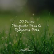 50 Pistas Tranquilas Para la Relajación Pura