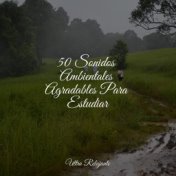 50 Sonidos Ambientales Agradables Para Estudiar