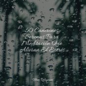50 Canciones Serenas Para Meditación Que Alivian El Estrés