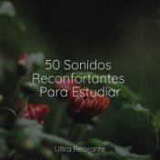 50 Sonidos Reconfortantes Para Estudiar