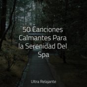 50 Canciones Calmantes Para la Serenidad Del Spa