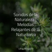 Sonidos de la Naturaleza | Melodías Relajantes de la Naturaleza