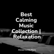 Best Calming Music Collection | Relaxation