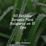 50 Sonidos Serenos Para Relajarse en El Spa