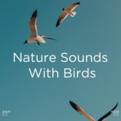 !!!" Nature Sounds With Birds  "!!!