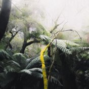 Rainforest Wanderings | Relax, Sleep, Focus