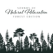 Sounds of Natural Relaxation: Forest Edition