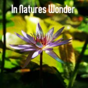 In Natures Wonder