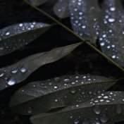 Fluid Winter Rain Sounds | Meditation