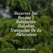 Susurros Del Bosque | Relajación Melodías Tranquilas De La Naturaleza