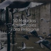 50 Melodías Ambientales Para Relajarse